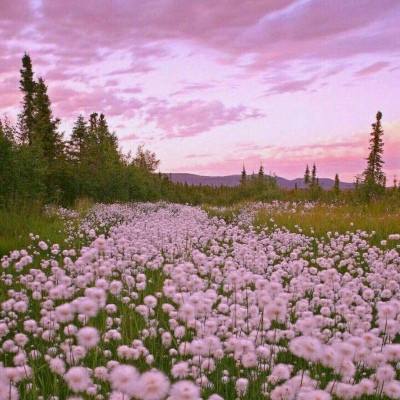 波胆app官网手机app下载